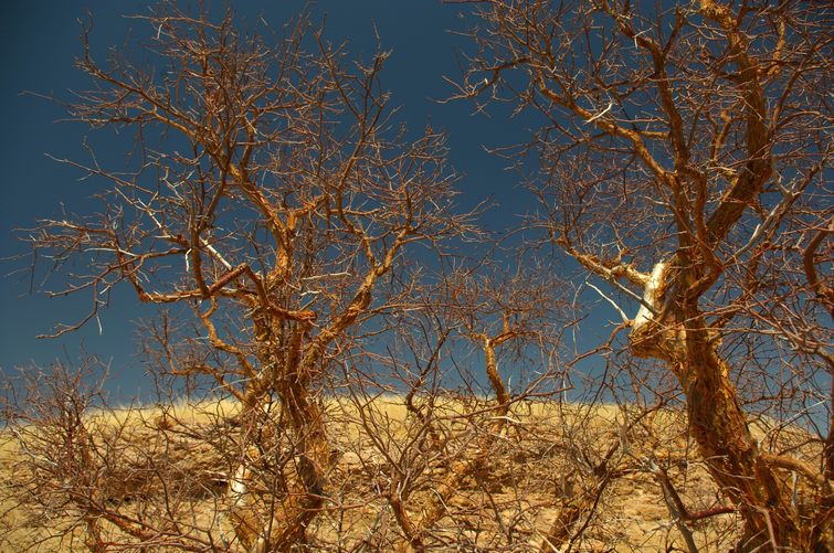 458 Namibia Okt 2006 .JPG